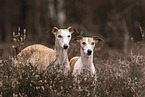 2 Whippets