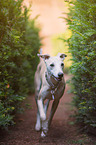 rennender Whippet