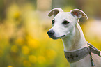 Whippet Portrait