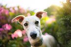 Whippet Portrait