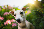 Whippet Portrait