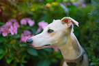 Whippet Portrait
