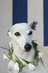 Whippet Portrait