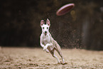 Whippet