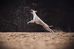 Whippet