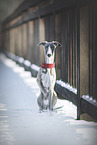 Whippet im Winter