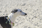 Whippet Portrait