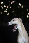 Whippet im Studio