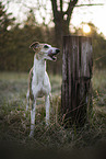 einjhriger Whippet