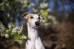 einjhriger Whippet