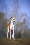 einjhriger Whippet