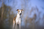 einjhriger Whippet