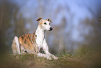 einjhriger Whippet