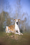 einjhriger Whippet