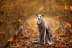 Whippet