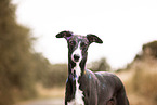 Whippet