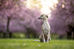 Whippet