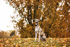 Whippet