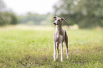 Whippet