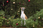 Whippet