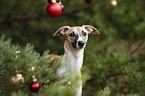 Whippet