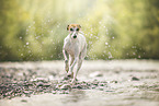 Whippet