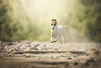 Whippet