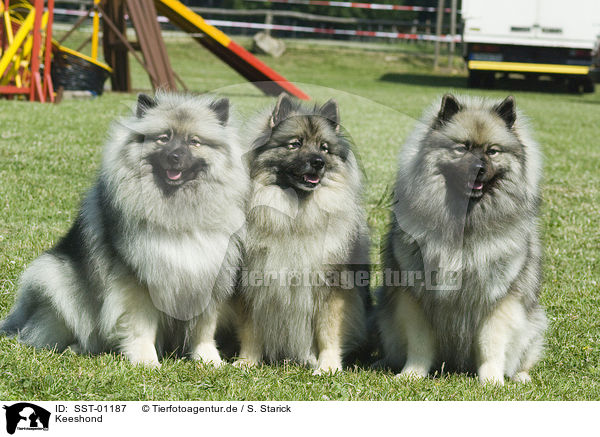 Keeshond / SST-01187