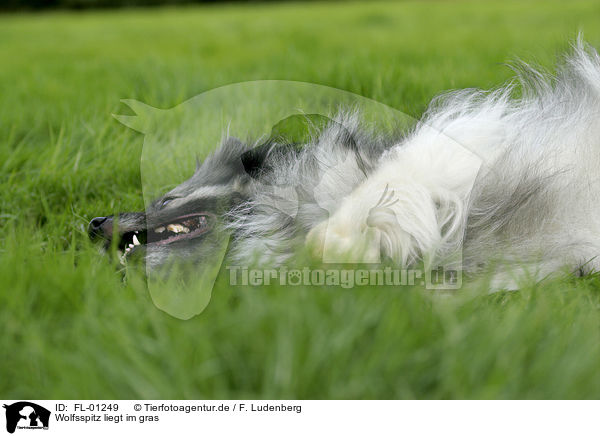 Wolfsspitz liegt im gras / FL-01249