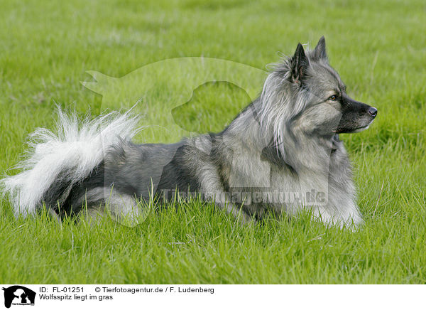 Wolfsspitz liegt im gras / FL-01251