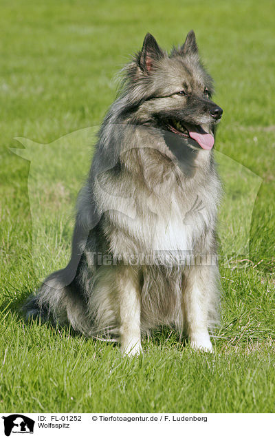 Wolfsspitz / Keeshond / FL-01252