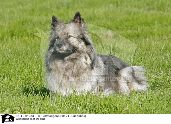Wolfsspitz liegt im gras / lying dog / FL-01253