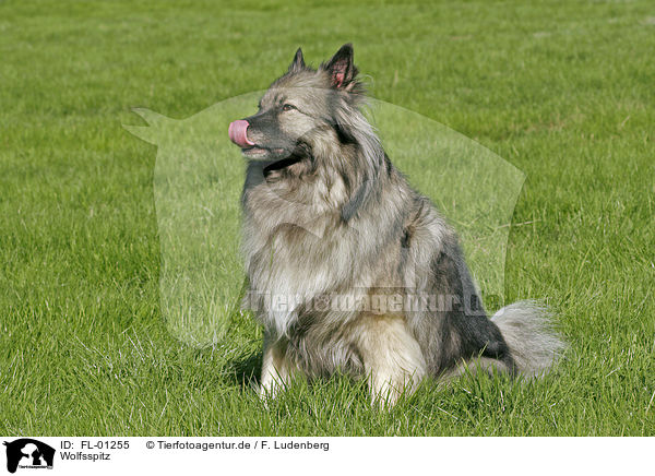 Wolfsspitz / Keeshond / FL-01255