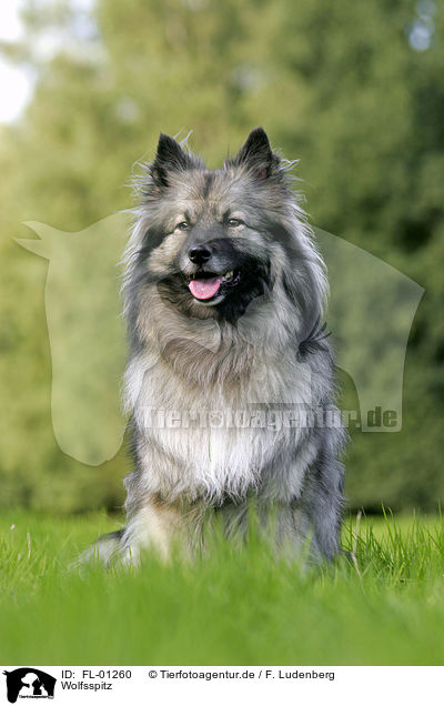 Wolfsspitz / Keeshond / FL-01260