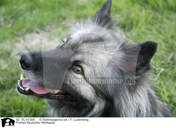 Portrait Deutscher Wolfsspitz / FL-01266