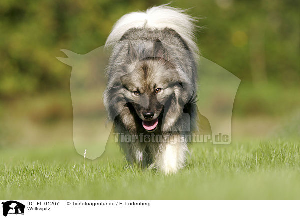 Wolfsspitz / Keeshond / FL-01267