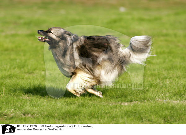 rennender Deutscher Wolfsspitz / running dog / FL-01276