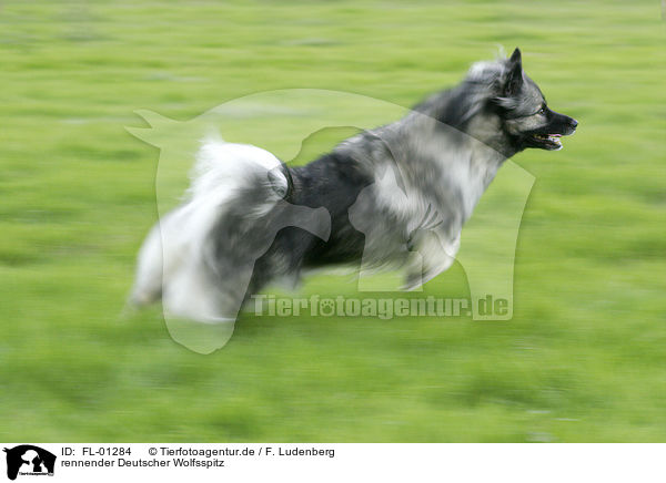 rennender Deutscher Wolfsspitz / FL-01284