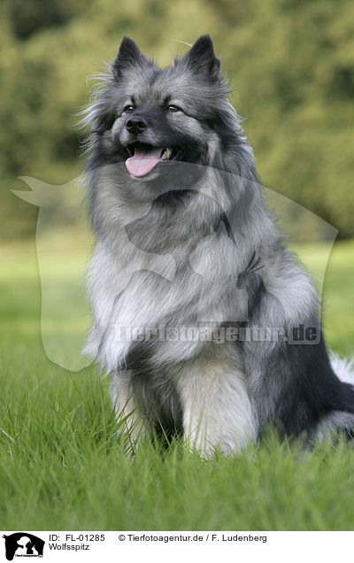 Wolfsspitz / Keeshond / FL-01285