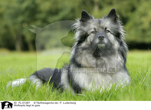 Wolfsspitz liegt im gras / lying dog / FL-01287