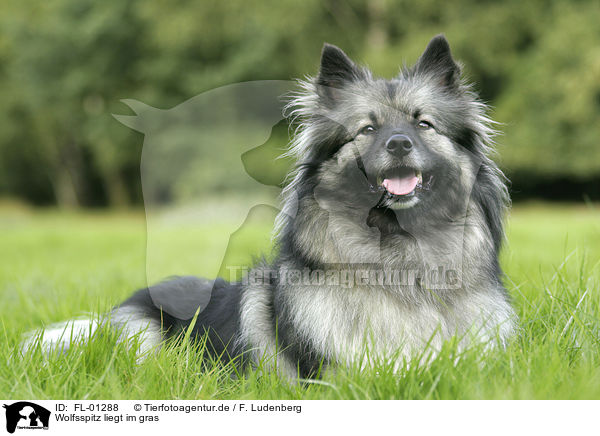 Wolfsspitz liegt im gras / FL-01288