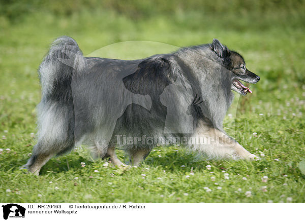 rennender Wolfsspitz / running Keeshond / RR-20463