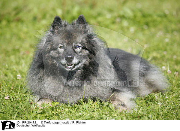 Deutscher Wolfsspitz / Keeshond / RR-20472