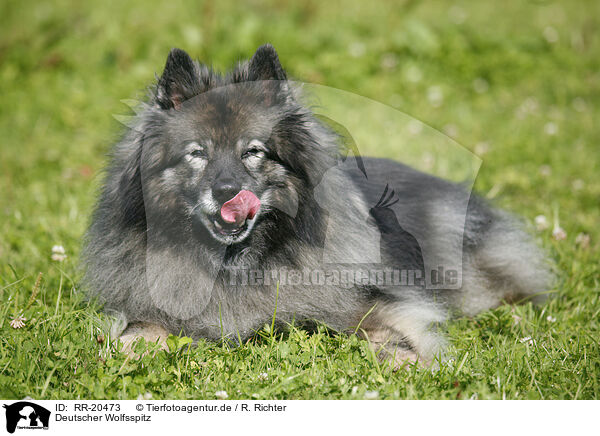 Deutscher Wolfsspitz / RR-20473