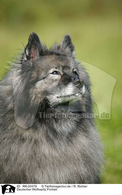Deutscher Wolfsspitz Portrait / RR-20478