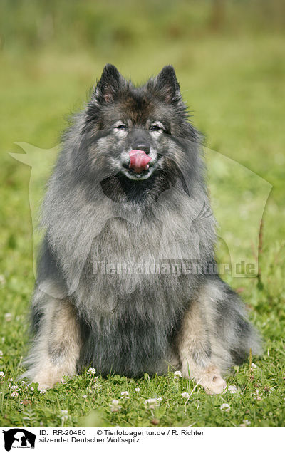 sitzender Deutscher Wolfsspitz / sitting Keeshond / RR-20480