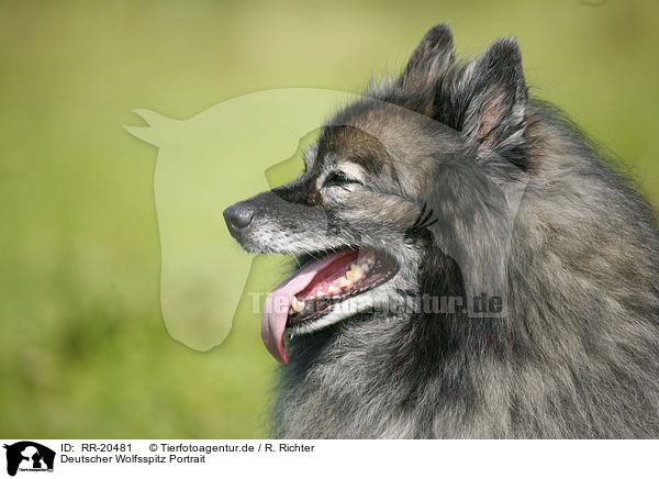 Deutscher Wolfsspitz Portrait / RR-20481