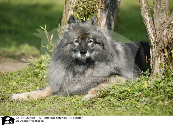 Deutscher Wolfsspitz / RR-20489