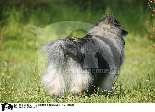 Deutscher Wolfsspitz / Keeshond / RR-20492