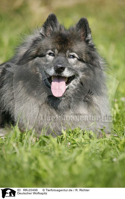 Deutscher Wolfsspitz / Keeshond / RR-20496